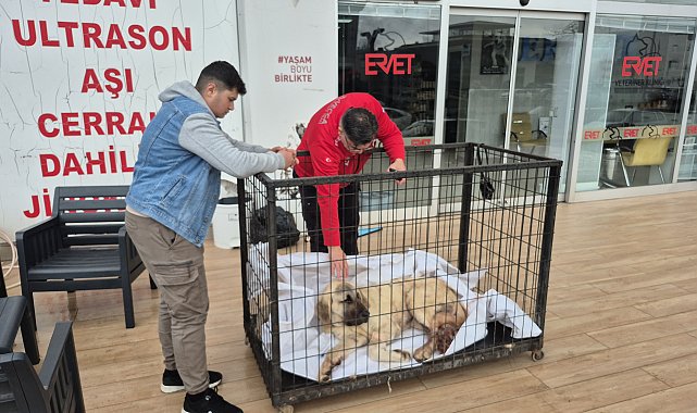 Kayıp köpeğini vurulmuş olarak buldu; şüpheli tutuklandı