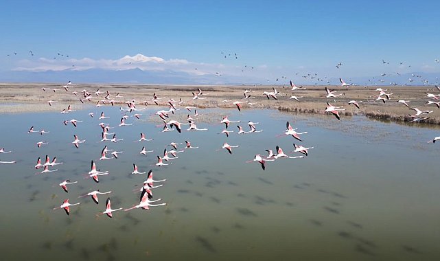 Kayseri'de flamingoların görsel şöleni dron kamerasında