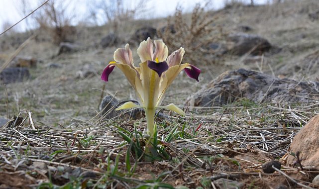 Kayseri'de nevruz çiçekleri açtı