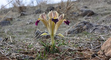 Kayseri'de nevruz çiçekleri açtı