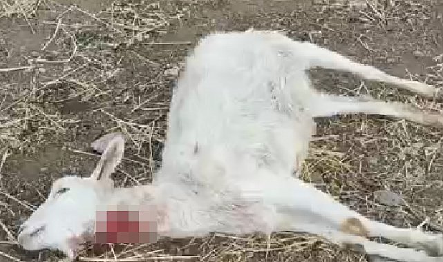 Kayseri'de yabani hayvanların saldırısına uğrayan 11 keçi öldü