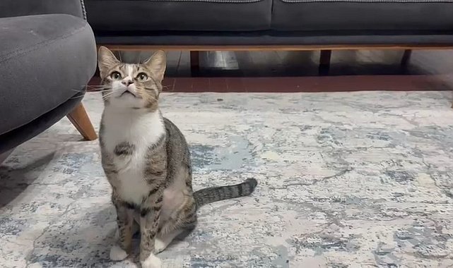 Kedinin midesindeki vantuz, 4 yıl sonra fark edilerek çıkarıldı