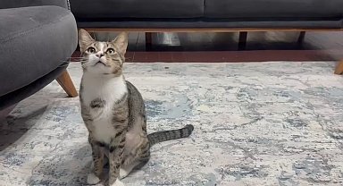 Kedinin midesindeki vantuz, 4 yıl sonra fark edilerek çıkarıldı