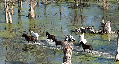 Kızılırmak Deltası'nda yılkı atları dronla görüntülendi
