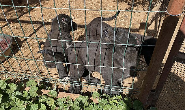 Kulakları kesilen yavru köpeklerin 30-40 bin liraya satıldığını söyleyerek şikayetçi oldu