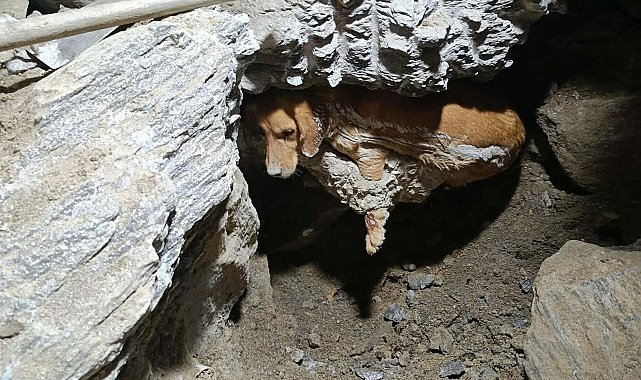 Kuruyan betonda mahsur kalan 'Paris', 7 saat sonra özgürlüğüne kavuştu