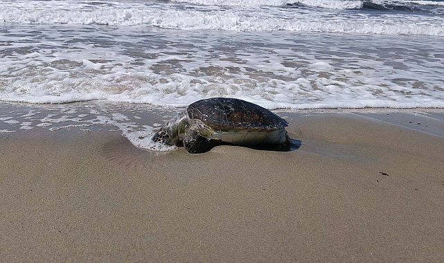Kuşadası'nda bir ölü deniz kaplumbağası daha sahile vurdu; sayı 8'e çıktı