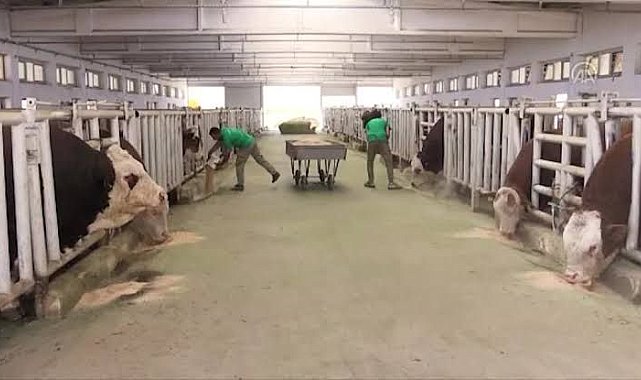 Malatya TİGEM'de şap hastalığı; bölge karantinada