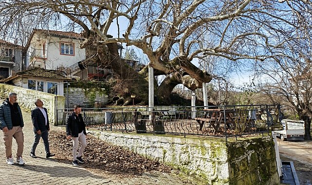 Manisa'da 2 bin yıllık anıt çınar, hayran bırakıyor
