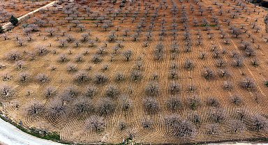 Metrekareye 413 kilogram yağış düşen Gaziantep'te 'yeşil altın' için yüksek rekolte beklentisi