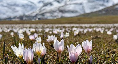 Muş Ovası, baharın müjdecisi çiğdemlerle süslendi