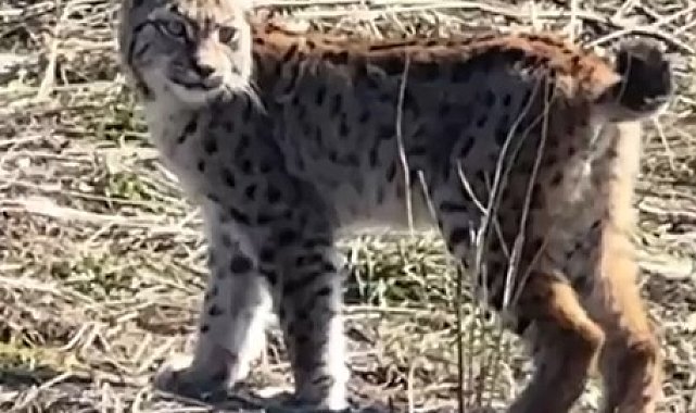 Ormanın hayaleti vaşağın çığlığı kamerada