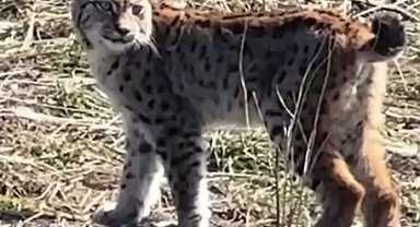 Ormanın hayaleti vaşağın çığlığı kamerada