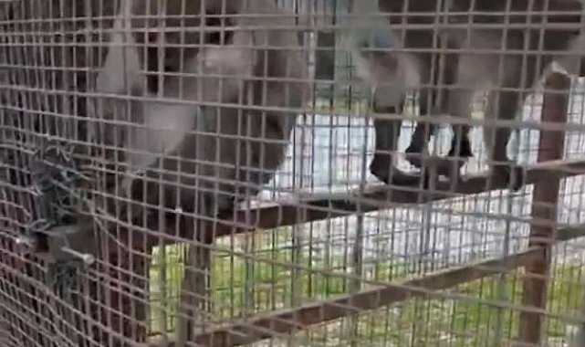 Özel havuzda ele geçirilen 3 örümcek maymunu koruma altına alındı
