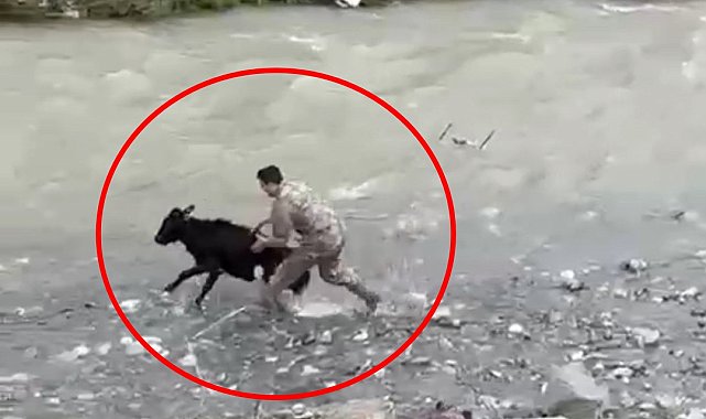 Sahibinden kaçan buzağıyı polis memuru yakaladı; o anlar kamerada