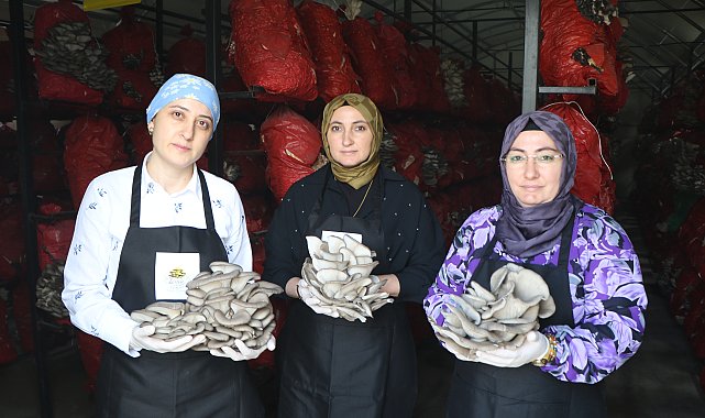Samsun'da girişimci kadınlar yılda 60 ton istiridye mantarı üretiyor