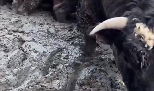 Sanal medyada tepki çeken besi çiftliğinde denetleme