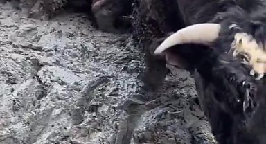 Sanal medyada tepki çeken besi çiftliğinde denetleme