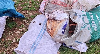 Şanlıurfa´da çuvallarda kesilmiş at başı bulundu