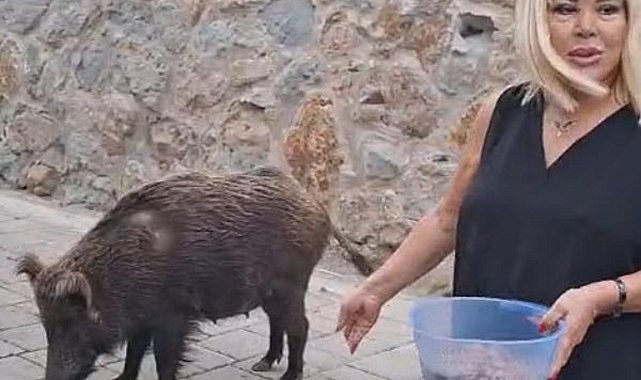 Şarkıcı Safiye Soyman, kapısına gelen yaban domuzunu cevizle besledi