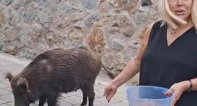 Şarkıcı Safiye Soyman, kapısına gelen yaban domuzunu cevizle besledi