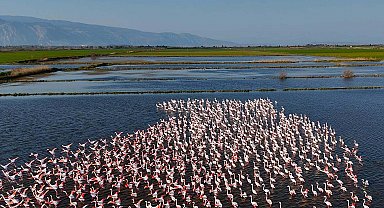 Söke'de su altında kalan tarım arazilerinde beslenen flamingolar havadan görüntülendi