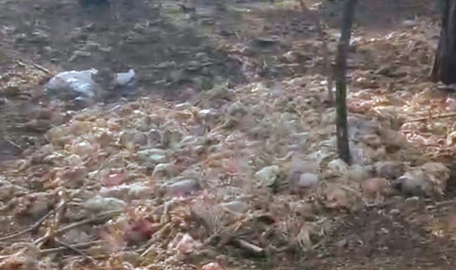 Tarsus'ta ormana çok sayıda tavuk ölüsü atıldı