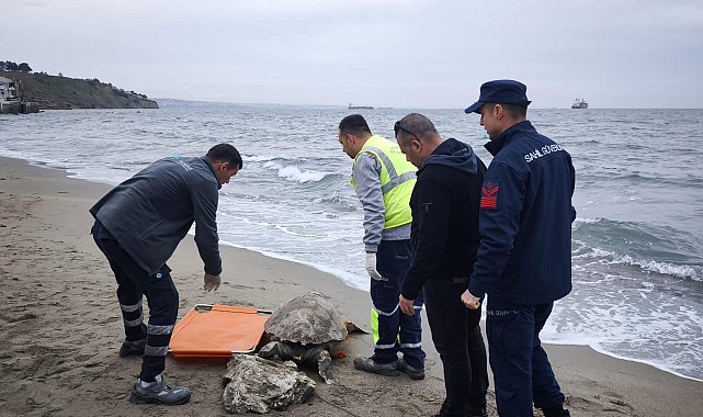 Tekirdağ'da ölü caretta caretta kıyıya vurdu