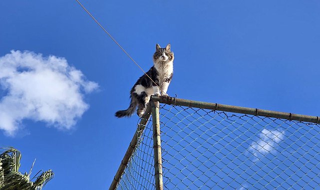 Tel çitte mahsur kalan kediyi belediye ekibi kurtardı