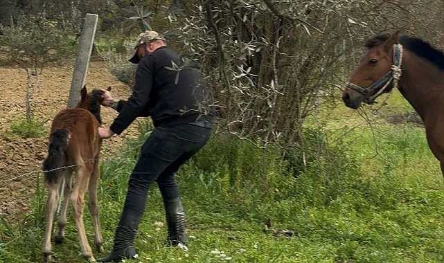 Tellere takılan tayı kurtarıp annesine kavuşturdu