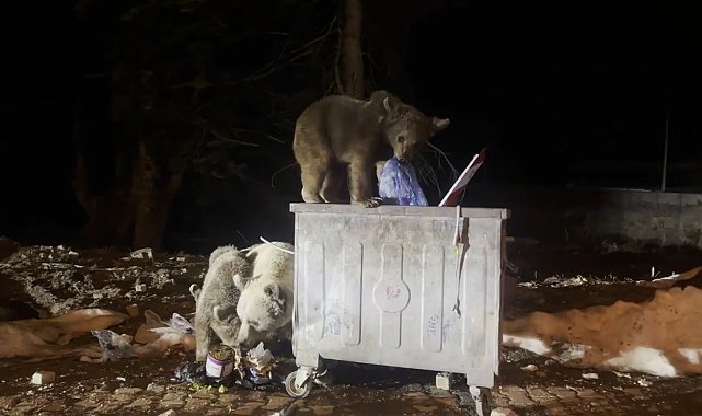 Uludağ'da kış uykusundan uyanan ayı ailesi, yiyecek ararken görüntülendi