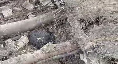 Van'da ahır çöktü; 20 küçükbaş öldü