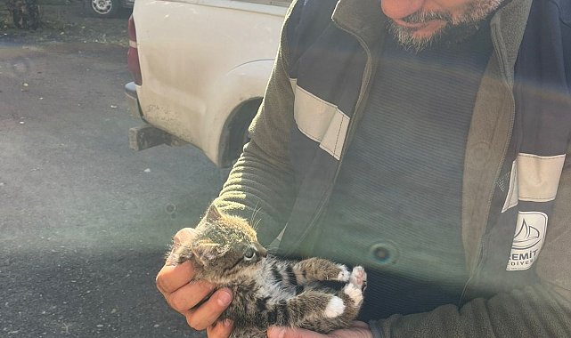 Van'da çatıda mahsur kalan yavru kedi kurtarıldı