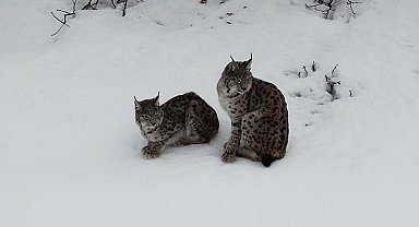 Vaşak ailesi dron ile görüntülendi