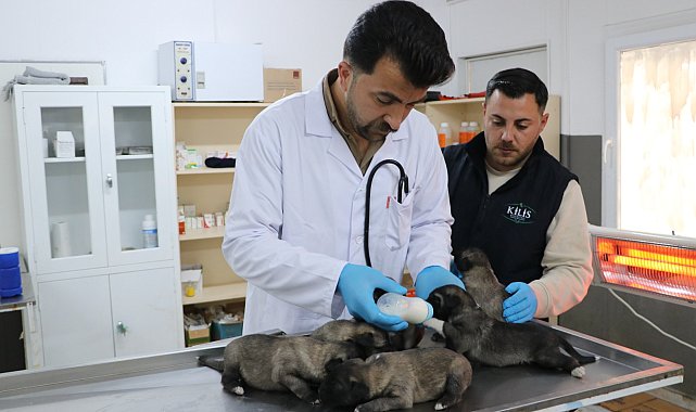 Yangında kurtarılan 6 yavru köpek tedaviye alındı