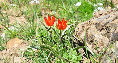 10 gün canlı kalabilen Manisa laleleri açtı, koparmanın cezası 699 bin TL