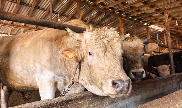 1,1 tonluk kurbanlık boğa 'Paşa', 500 bin TL'den satışa çıkarıldı