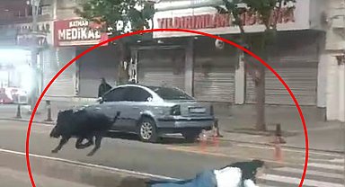 3 kişiyi yaralayan yaban domuzu sürücüler kornaya basınca daha çok saldırganlaşmış