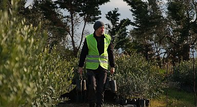 'Ağaç Adam'ın hedefi 1 milyon zeytin fidanı