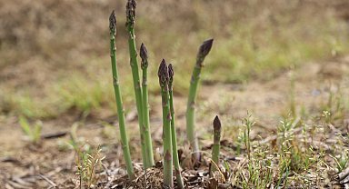 'Kuşkonmaz üretiminde İzmir'i birinci sıraya çıkarmak için gayret göstereceğiz'
