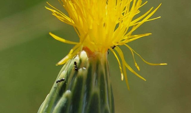 'Tülüşah, yok olma tehlikesiyle karşı karşıya'