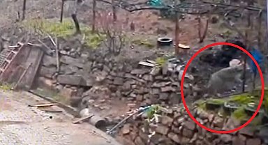 Adana'da aç kalan kurdun, yerleşim yerinde yemek aradığı anlar kamerada