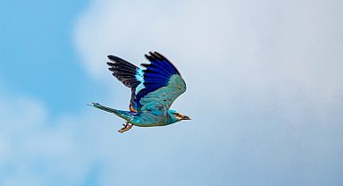 Adıyaman'da gökkuzgun görüntülendi