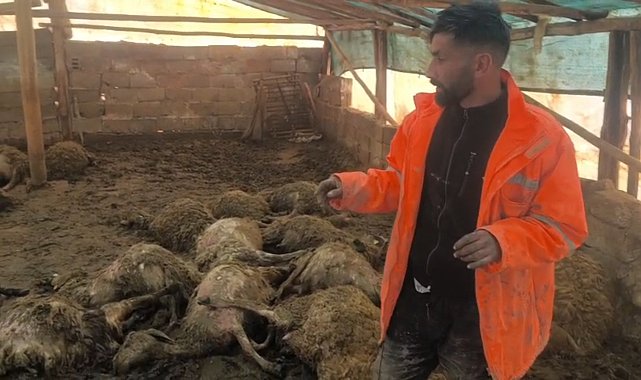 Ağıla giren kurt, 40 koyunu öldürdü