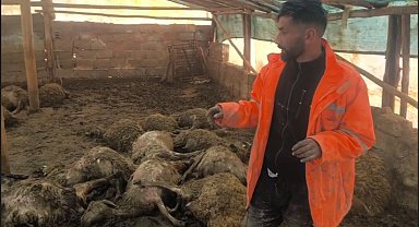 Ağıla giren kurt, 40 koyunu öldürdü