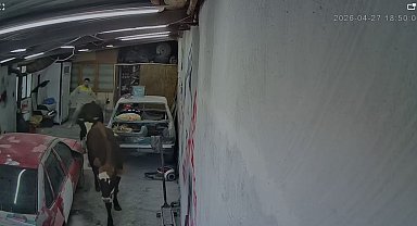 Ahırdan kaçan büyükbaşlar oto tamirciye girdi