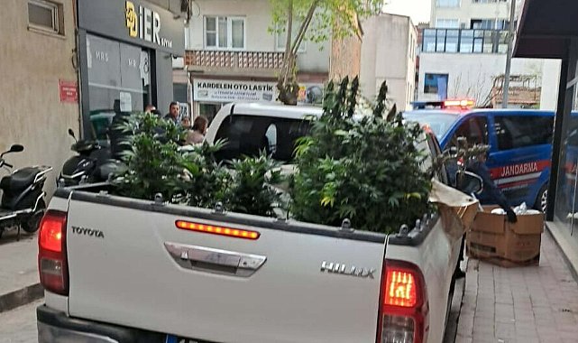 Apartman dairesinde uyuşturucu yetiştiren şüpheli yakalandı