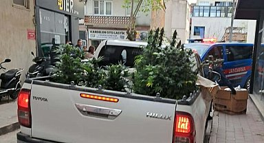 Apartman dairesinde uyuşturucu yetiştiren şüpheli yakalandı