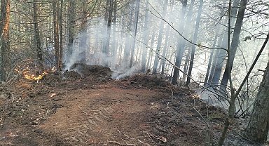 Aydın'da 7 dekar orman yandı