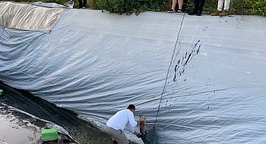 Aydın'da çilek sulama havuzuna düşen 5 yavru köpek kurtarıldı